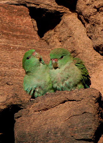一分钟了解鹦鹉 一分钟了解鹦鹉